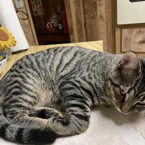 Lost Cat Tiago