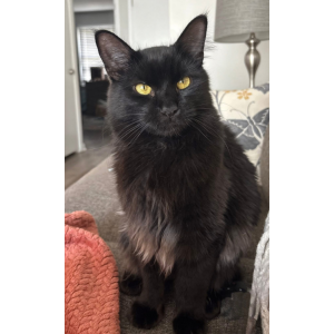 Lost Cat Frankie
