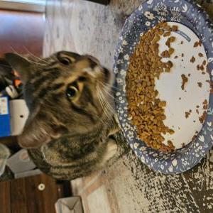 Found Cat Unknown
