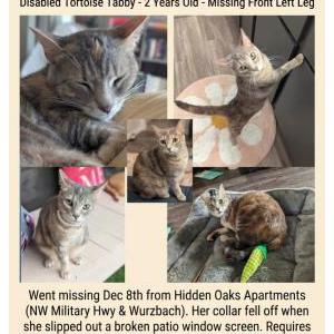 Lost Cat Bunny