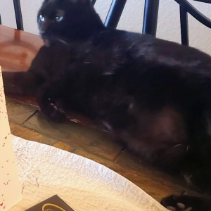 Lost Cat Monchi