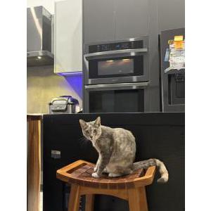 Lost Cat Lucky