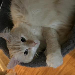 Image of Cilantro, Lost Cat