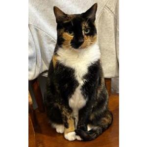 Lost Cat Nugget