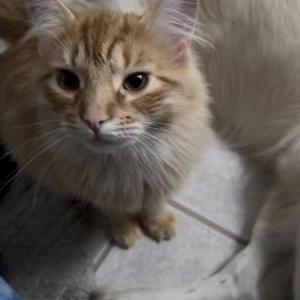 Image of Rolly, Lost Cat