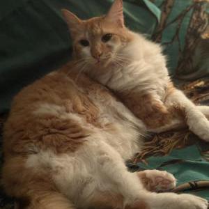 Image of Nappy, Lost Cat