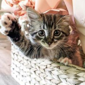 Lost Cat Curry