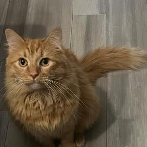 Image of Nacho, Lost Cat