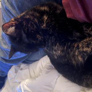 Found Cat Juanita