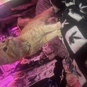 Image of Gemaa, Lost Cat