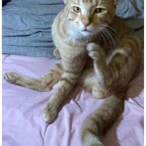 Image of Ginger, Lost Cat