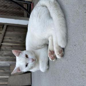 Lost Cat Cas