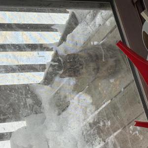 Found Cat Unknown