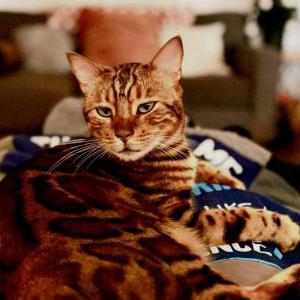 Lost Cat Tygee