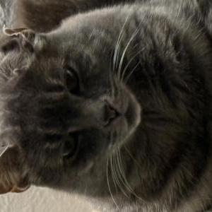 Image of Truffles, Lost Cat
