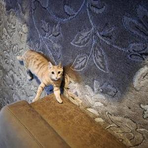Image of Daisy, Lost Cat
