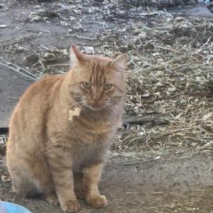 Image of Freddie, Lost Cat