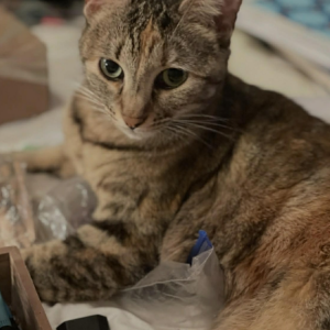 Lost Cat Cleo