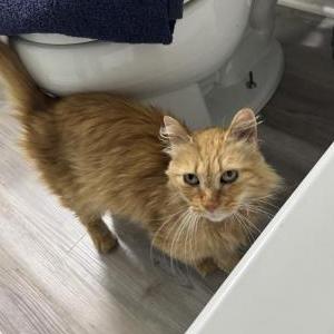 Image of Unknown, Found Cat