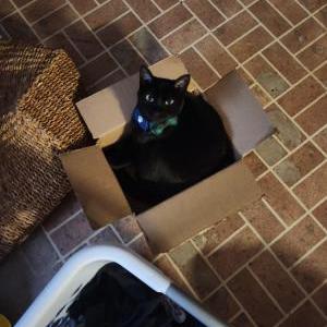 Lost Cat Toast