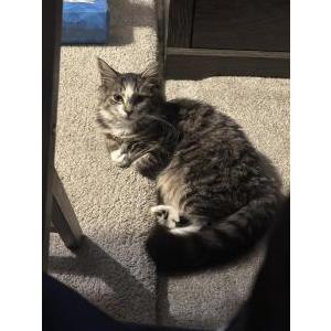 Image of s’mores, Lost Cat