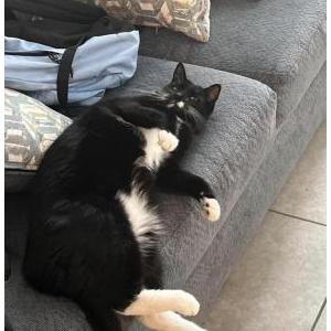 Lost Cat Mittens