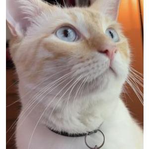 Lost Cat Yuki
