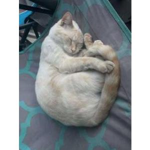 Lost Cat Toby