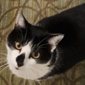 Image of Tito, Lost Cat