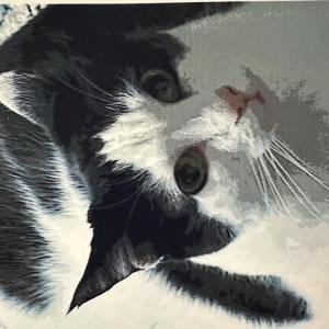 Lost Cat Angela Beaudry