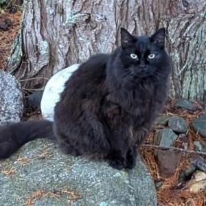 Lost Cat Hemingway