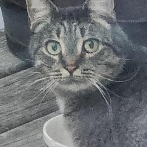 Image of Unknown, Found Cat