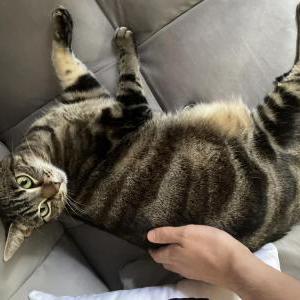 Lost Cat Kiwi