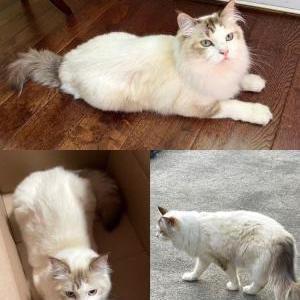 Lost Cat Eclair