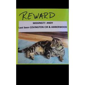 Lost Cat Andy