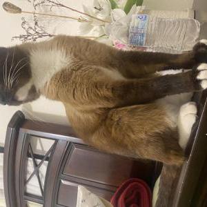 Lost Cat Tulip