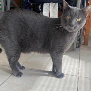 Lost Cat Curry
