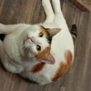 Lost Cat Kisa
