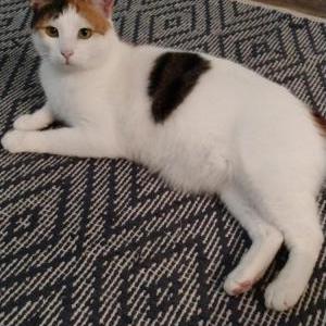 2nd Image of Kisa, Lost Cat