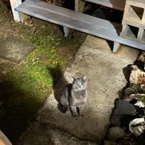Found Cat unknown