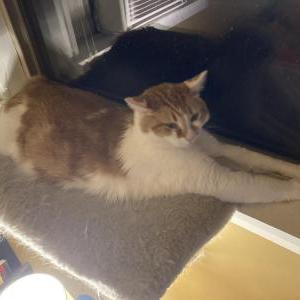 Lost Cat Gingerbear