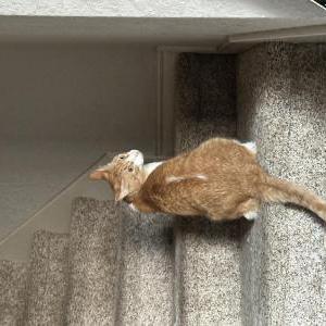 Lost Cat Weasley