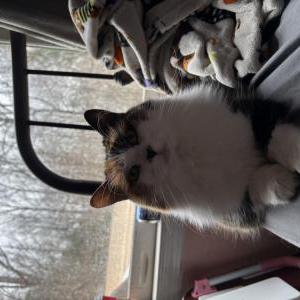 Lost Cat Calypso