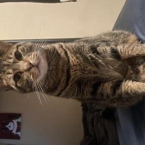 Image of Ori, Lost Cat
