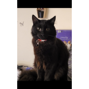 Lost Cat Pepper