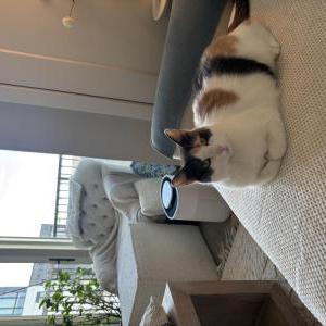 Lost Cat Camille