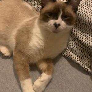 Lost Cat Louie