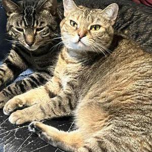 Image of Lola, Lost Cat