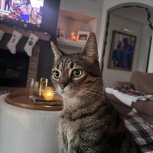 Lost Cat Anakin