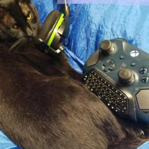 Lost Cat Sherlock
